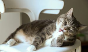 Come calcolare l’età del gatto e perché è importante