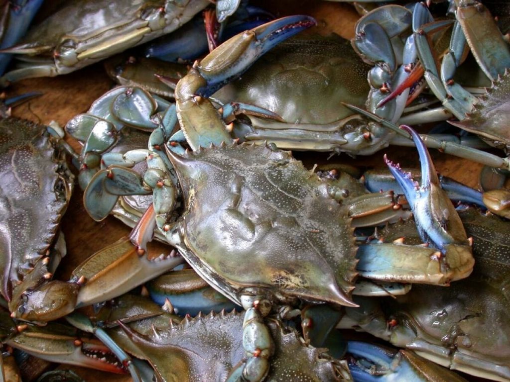 Granchio blu, accolta la richiesta della Regione: sì alla “pesca a strascico”