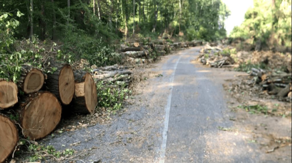 Decine di querce abbattute nel bosco. Monta la protesta: “Vogliamo accertare legittimità dei tagli”
