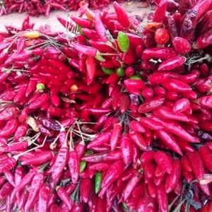 “HOTtobre Piccante” il Peperoncino Festival di Roma