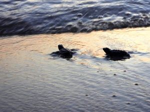 Tartarughe marine, anno da record nel Lazio: ma solo una su mille ce la fa