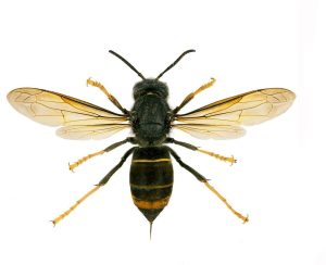 Vespa velutina, l’insetto alieno che mette a rischio le api. Gli agronomi di Roma lanciano l'allerta