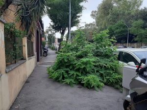 Portuense, arbusti e cespugli sono fuori controlli: i marciapiedi restano impraticabili