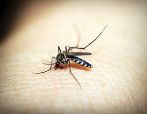 Dengue, salgono casi a Roma e nel Lazio. I medici: "Necessario il tracciamento"