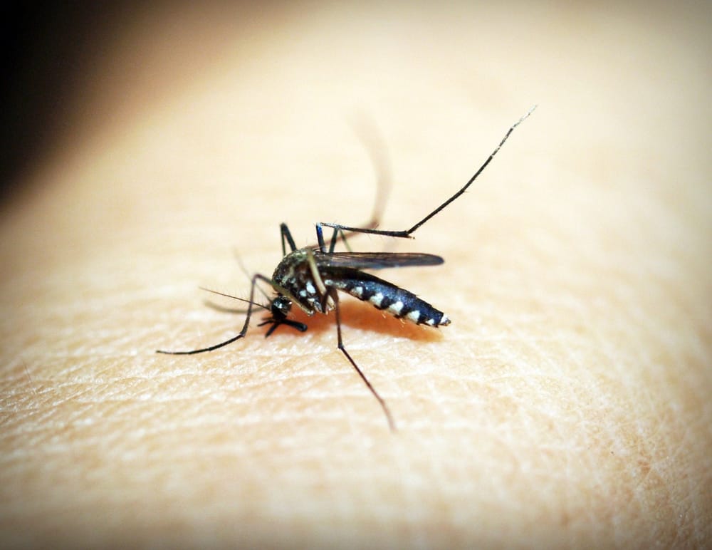 Dengue, salgono casi a Roma e nel Lazio. I medici: "Necessario il tracciamento"