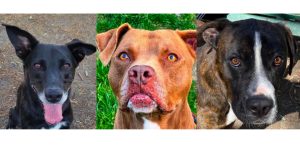 Adottare cani: i quattro zampe a Roma che aspettano solo te