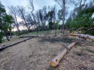 Cadono alberi nella Riserva di Monte Mario: "Pericolo da rimuovere immediatamente"