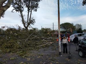 Vento a Roma, 50 alberi caduti. A Magliana grosso platano in strada: un ferito