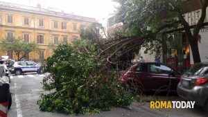 Roma, alberi e rami caduti: 80 interventi in città. Il vento piega pali telefonici e semafori