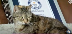 Fusa da record: il premio vinto dalla gatta Bella