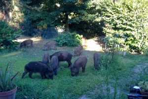 Emergenza cinghiali, arriva l'ordinanza: ecco i divieti per contenere l'invasione