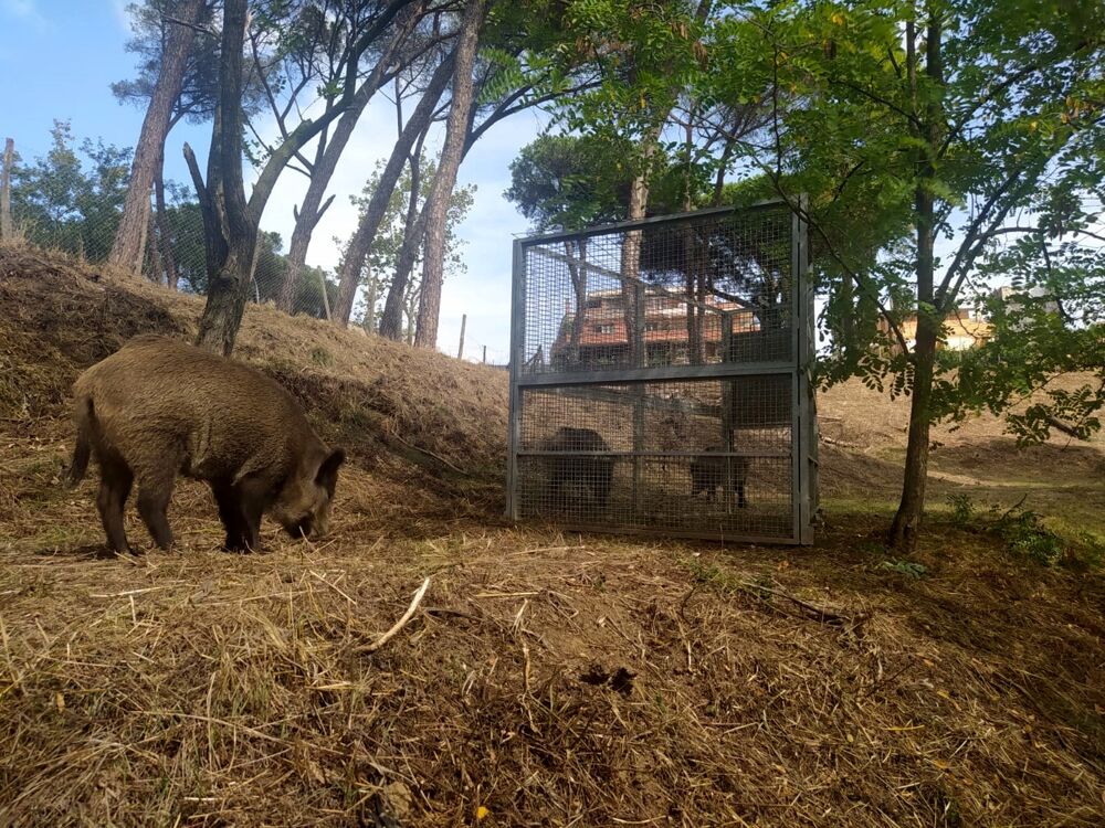 Emergenza cinghiali, a nord di Roma cresce la preoccupazione: firmata una nuova ordinanza
