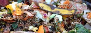 Sempre di meno, smaltito a costi enormi. Così Ama (non) ricicla l'organico
