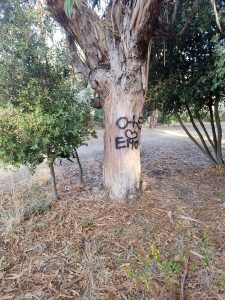 Il nome della coppia sulla corteccia: vandali in azione nel futuro monumento naturale