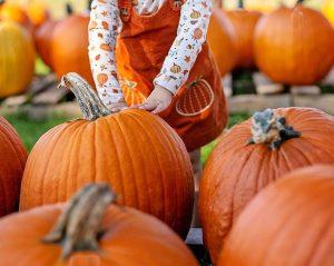 La Sagra della zucca alla Fattorietta