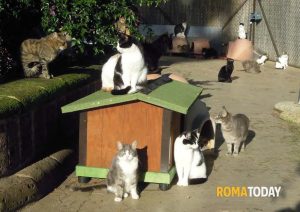 Garante degli animali, tutto fermo in Campidoglio: “Ora Gualtieri prenda una decisione”
