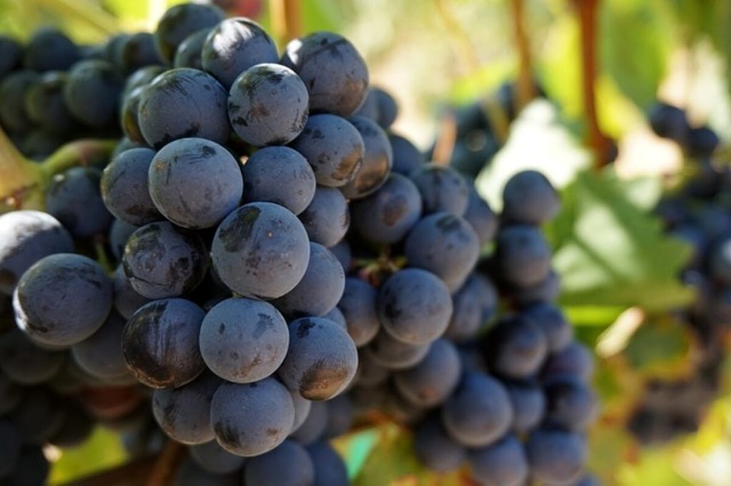 Festa dell'Uva e del Vino di Lanuvio