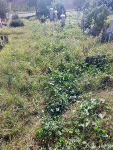 Lapidi rubate, fontane a secco e tombe ricoperte dalle erbacce. La vergogna del cimitero Flaminio