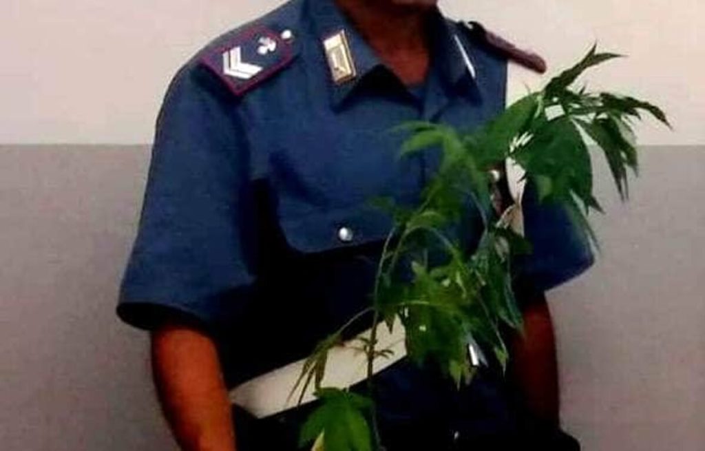 Lo stalker con le piante di marijuana dentro casa
