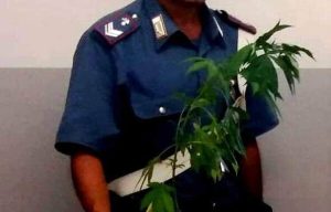 Lo stalker con le piante di marijuana dentro casa