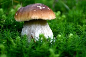 Mostra Micologica "I funghi e il bosco"