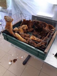 L’ufficio condono come lo zoo. Mega alveari, formiche nel caffè e larve nei computer