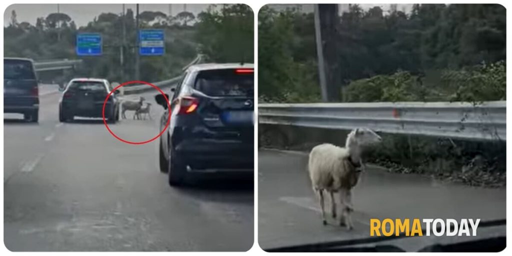 Roma Nord: pecore a passeggio sulla Cassia bis. Il video