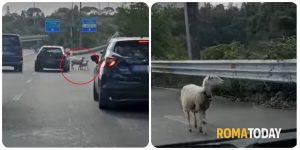 Roma Nord: pecore a passeggio sulla Cassia bis. Il video