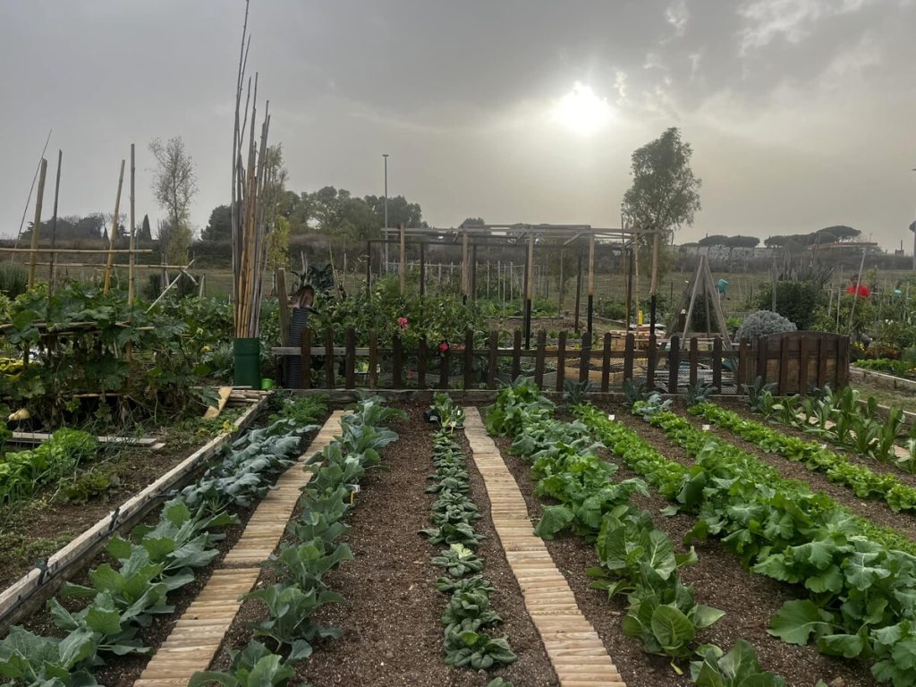 Inaugurato l'oliveto urbano di Parco Brasini