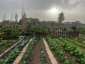 Inaugurato l'oliveto urbano di Parco Brasini