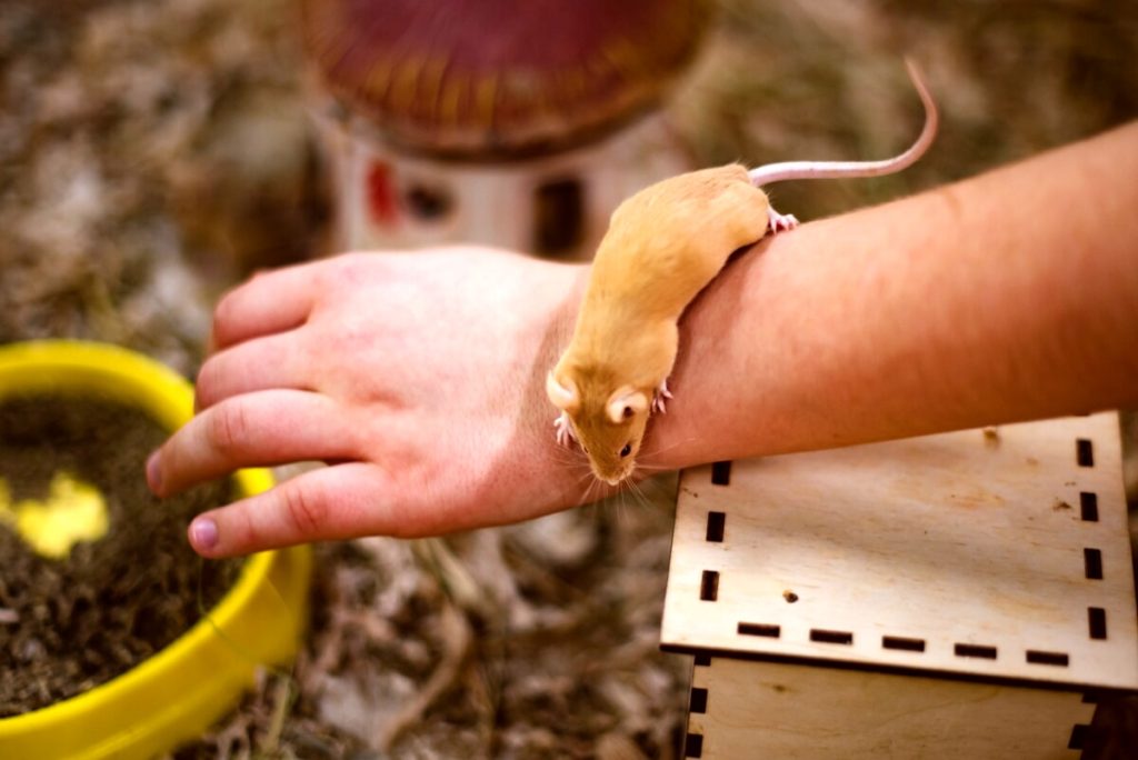 Topi domestici da compagnia? Scopriamo come prendersi cura di questi simpatici animali