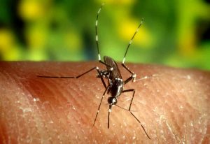 Dengue, una donna ricoverata allo Spallanzani: nuovo caso autoctono
