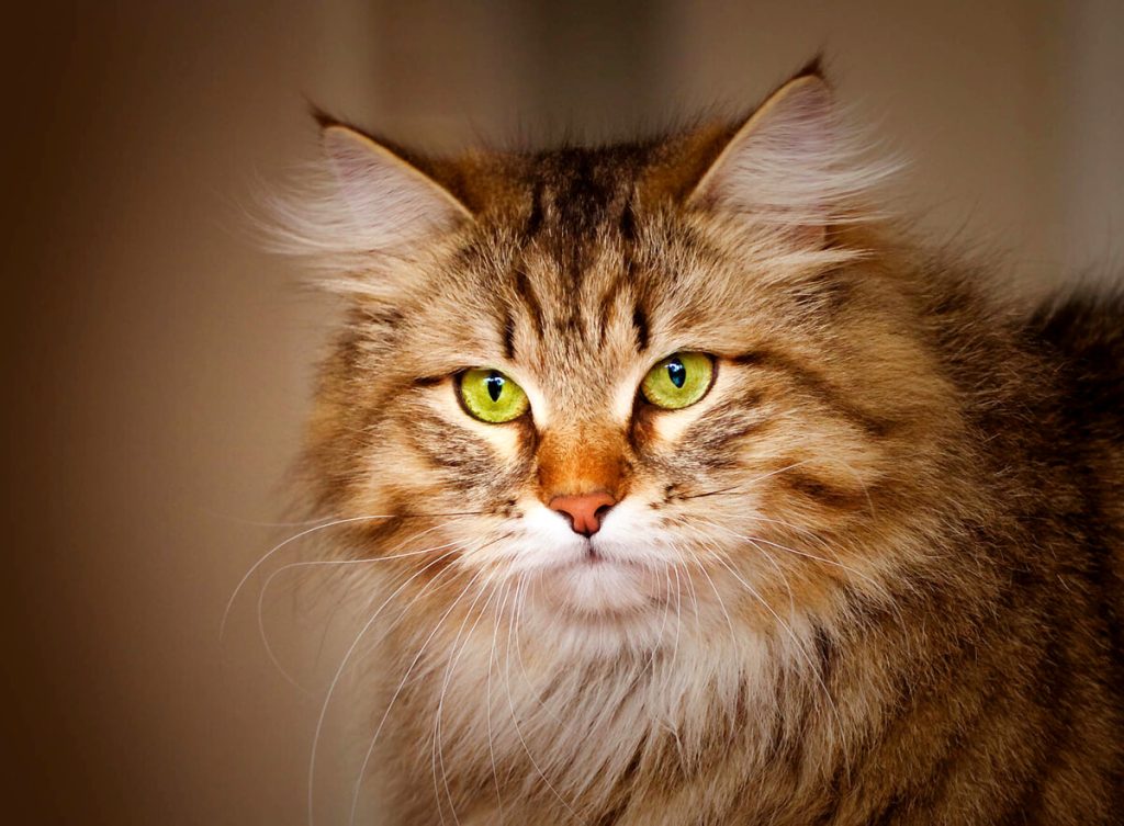 SuperCat Show 2023, mostra felina internazionale