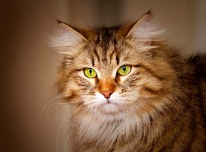 SuperCat Show 2023, mostra felina internazionale