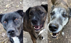 Florin, Boika e Rebus: i cani che aspettano solo di essere adottati