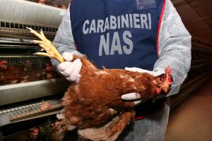 Topi congelati, insetti, cibi mai visti prima. Cosa c'è nelle "cucine da incubo" di Roma