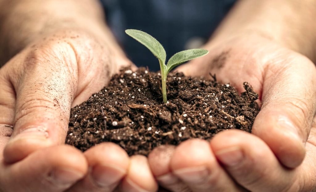 Settanta nuovi alberi al Parco di Sara Di Pietrantonio
