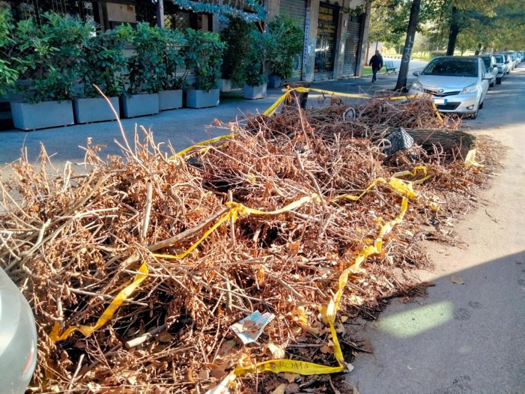 Perché a Roma ci sono centinaia di alberi sotto sequestro e abbandonati in strada dopo i tagli