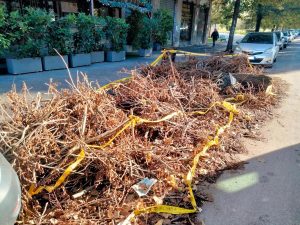 Perché a Roma ci sono centinaia di alberi sotto sequestro e abbandonati in strada dopo i tagli