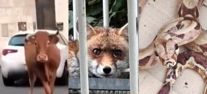 Lo zoo di Roma: un vitello, un boa e una volpe trovati in poche ore