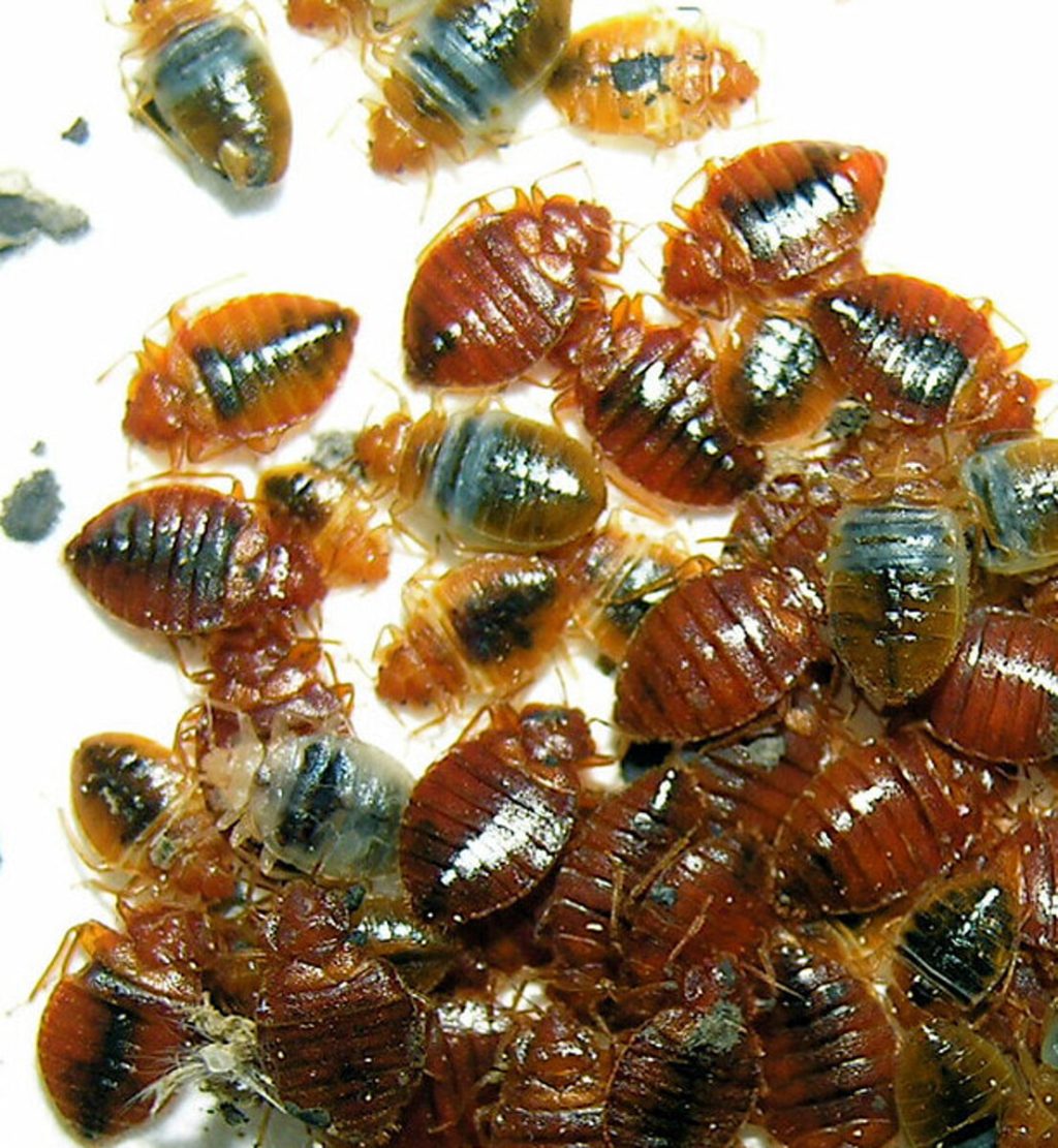 Cimici dei letti: come riconoscerle ed eliminarle da casa