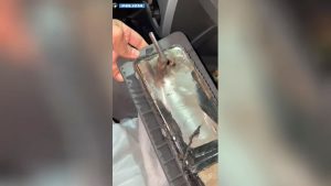 VIDEO | Ecco come il figlio dell'attore romano nascondeva 3000 dosi di cocaina