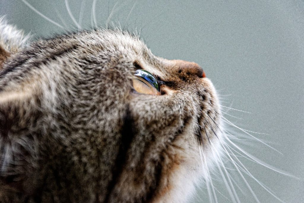 Gatti e luna piena: esiste davvero una connessione?