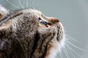 Gatti e luna piena: esiste davvero una connessione?