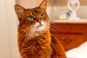 Gatto somalo: tutto quello che devi sapere per prendertene cura