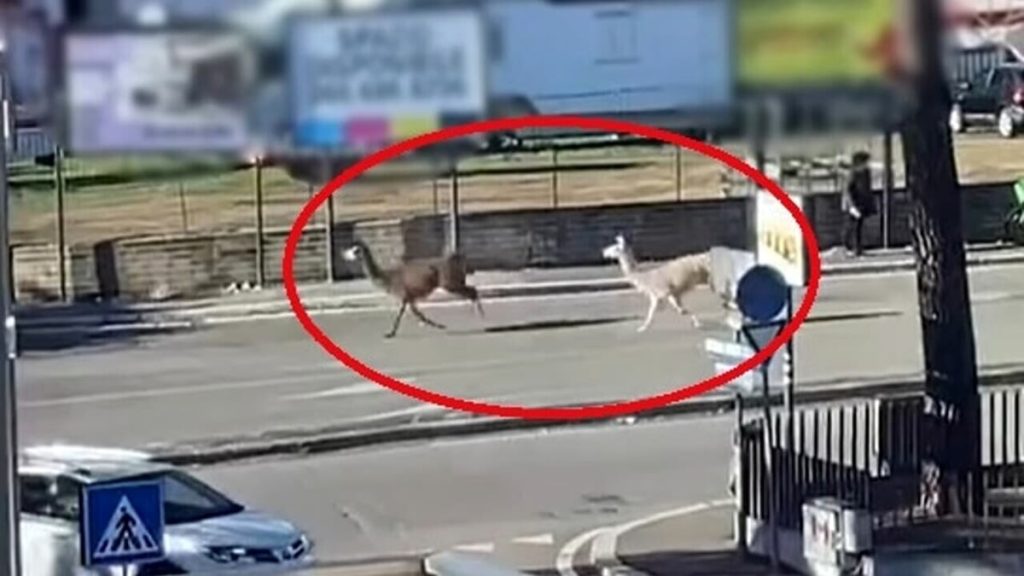 Elefanti, leoni, giraffe e lama: tutte le fughe degli animali dai circhi di Roma