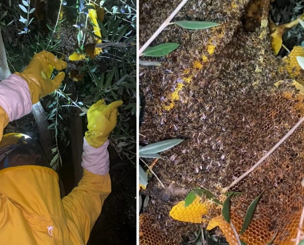 Tra i rami d’ulivo c’è un nido enorme di api: “Hanno messo in fuga i raccoglitori”