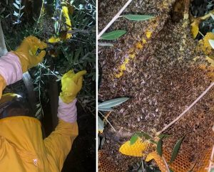 Tra i rami d’ulivo c’è un nido enorme di api: “Hanno messo in fuga i raccoglitori”