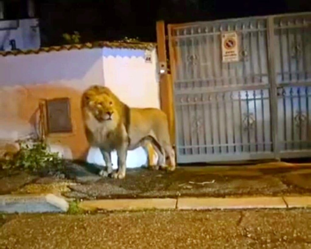 Ladispoli, il leone scappato dal circo è stato catturato. La cronaca di sette ore di paura