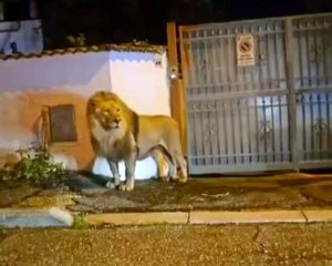 Ladispoli, il leone scappato dal circo è stato catturato. La cronaca di sette ore di paura